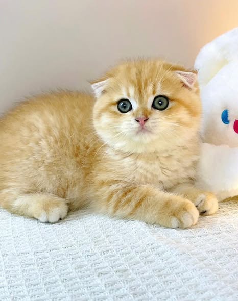 Scottish Fold
