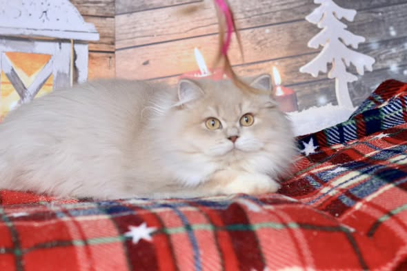 British Longhair