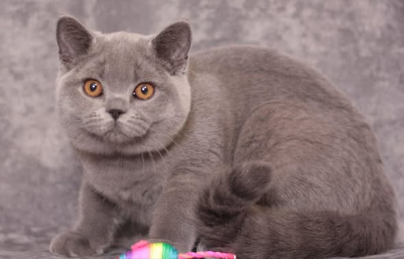 British Shorthair