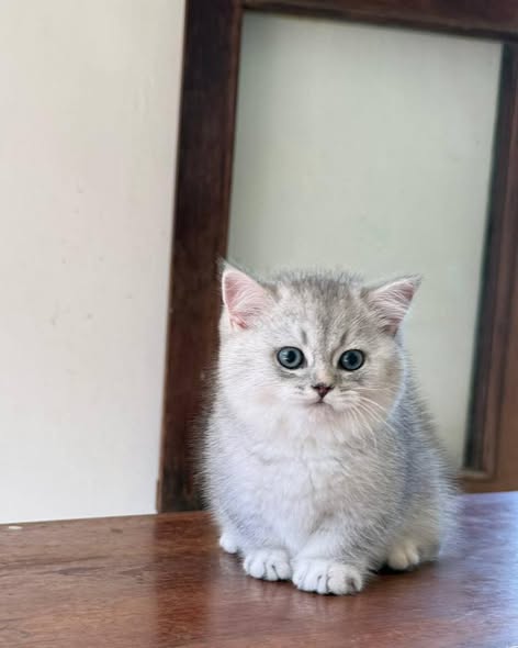 Munchkin