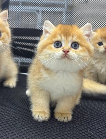 British Shorthair
