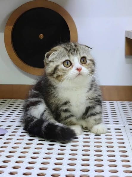 Munchkin Fold