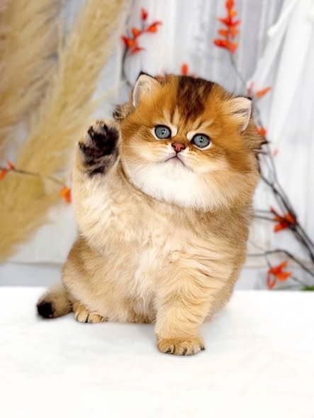 British Longhair