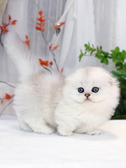 Munchkin Fold Longhair