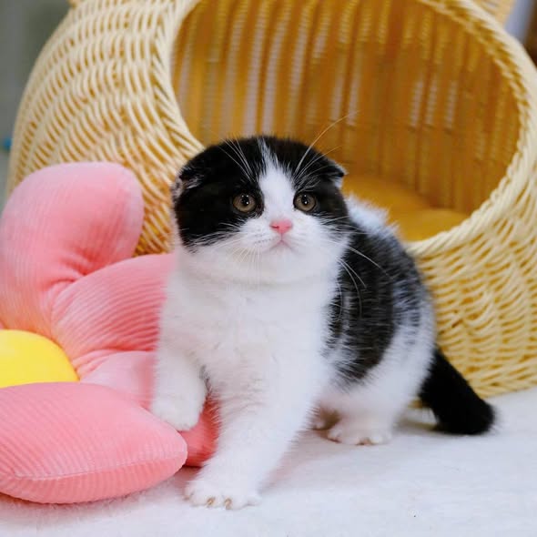 Scottish Fold