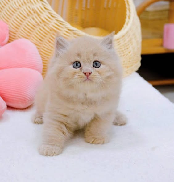 British Longhair