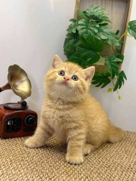 British Shorthair
