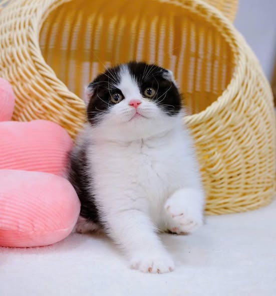 Scottish Fold