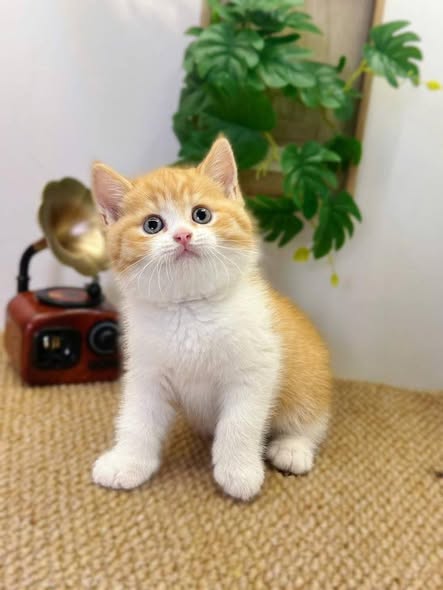 British Shorthair