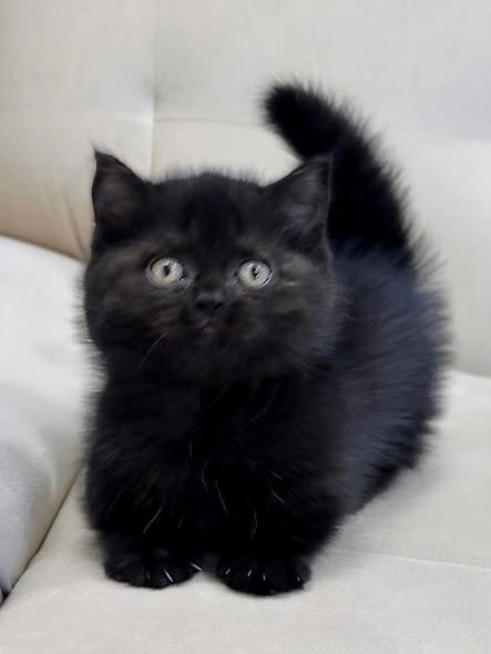 Munchkin