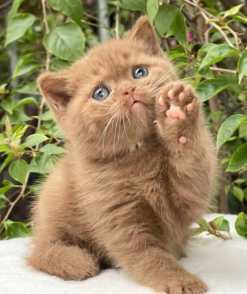 British Shorthair