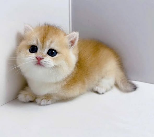 Munchkin
