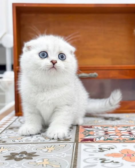 Scottish Fold