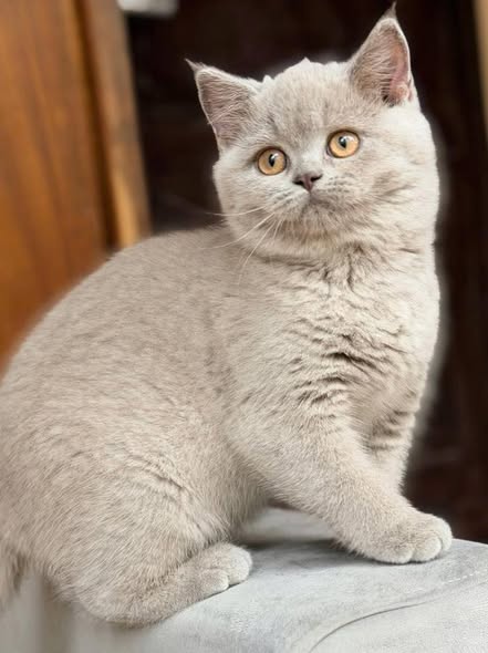 British Shorthair