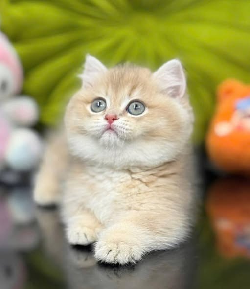 Munchkin