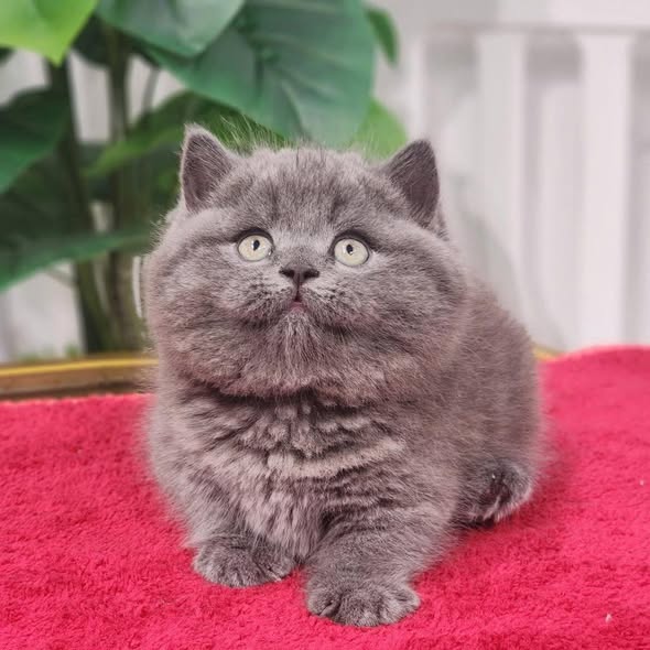 Munchkin