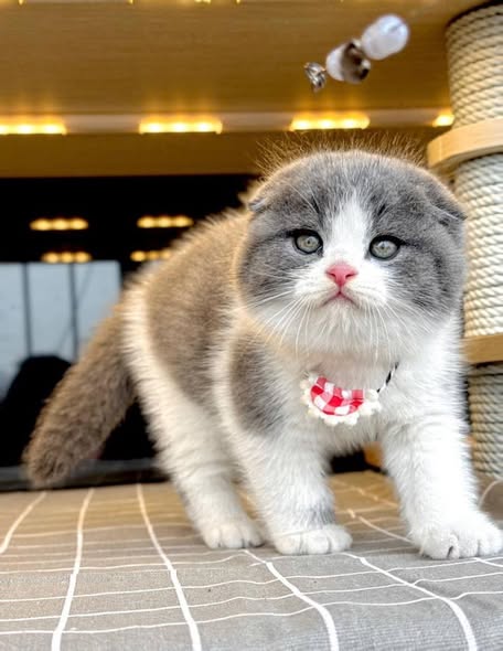 Scottish Fold