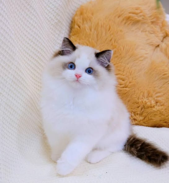 Ragdoll