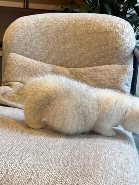 Munchkin Fold