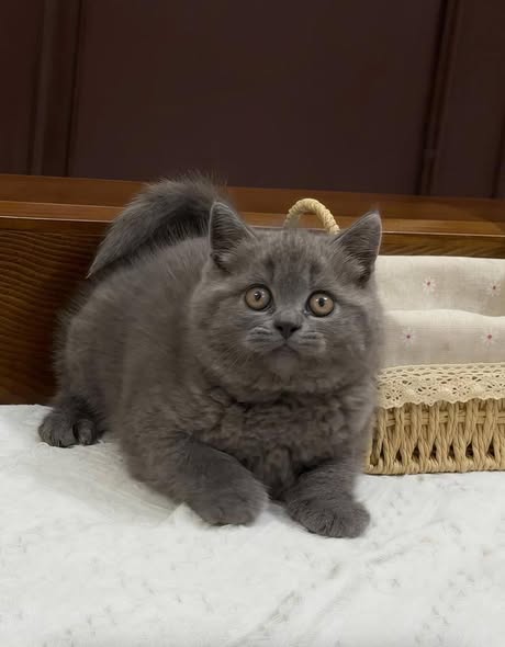 British Shorthair