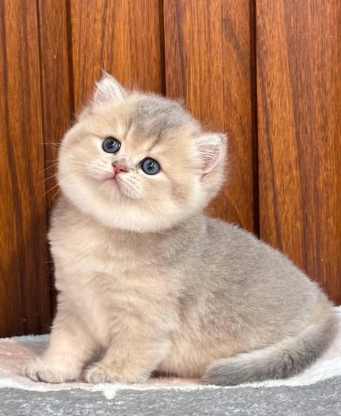 British Shorthair