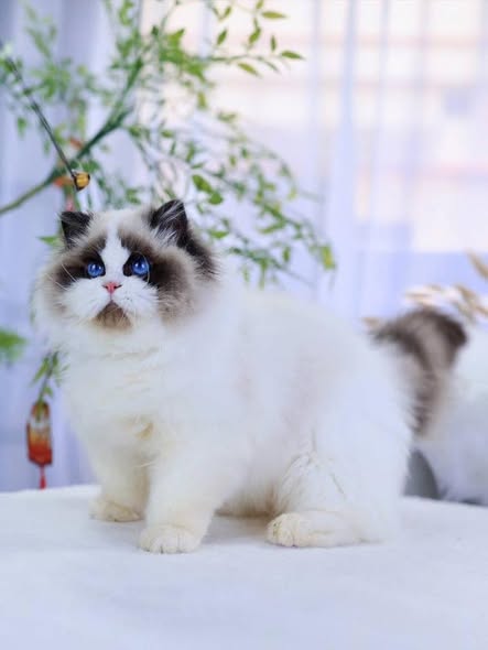 Ragdoll