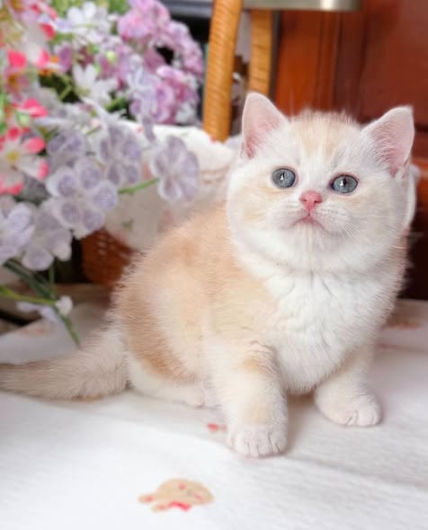 British Shorthair