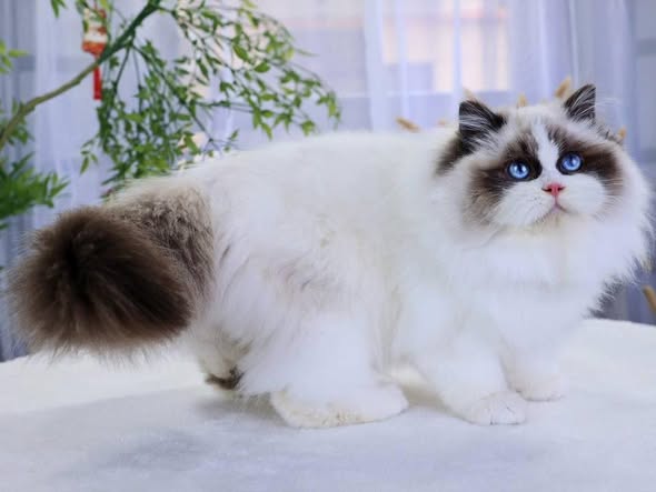 Ragdoll