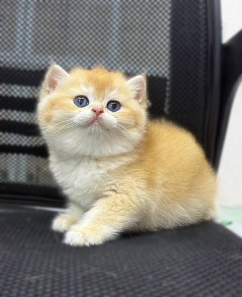 British Shorthair