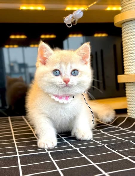 British Shorthair
