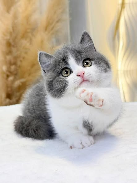 Munchkin