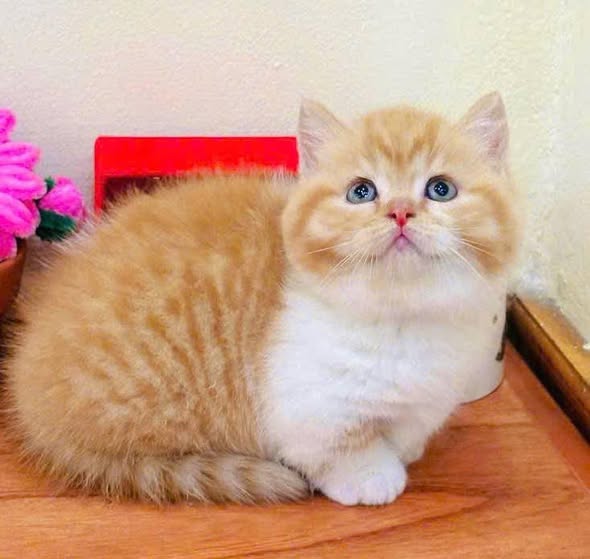 Munchkin