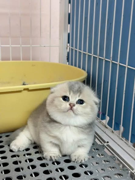 Munchkin Fold