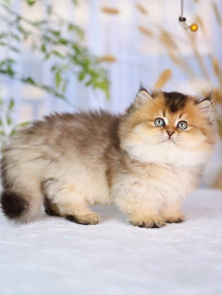 Munchkin Longhair