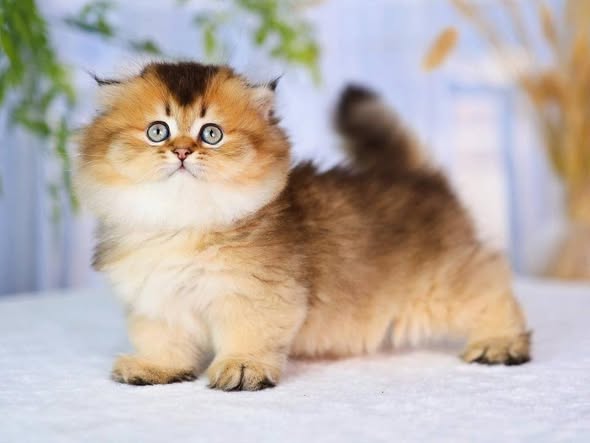 Munchkin Fold Longhair