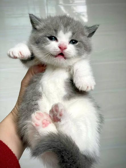 Munchkin