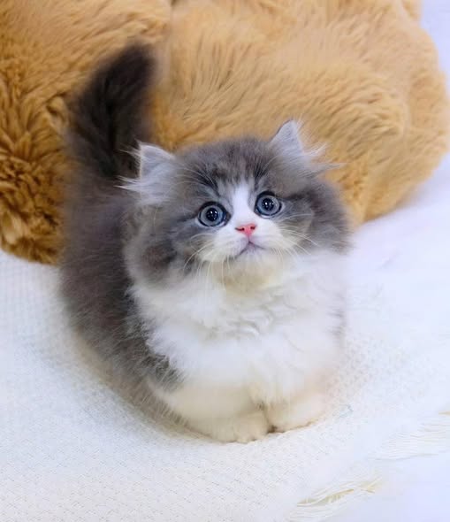 Munchkin Longhair