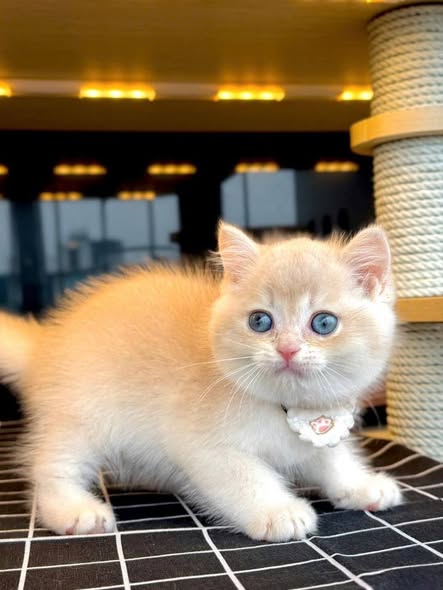 British Shorthair