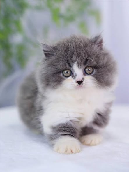 Munchkin Longhair