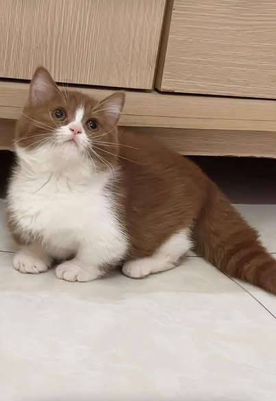 Munchkin