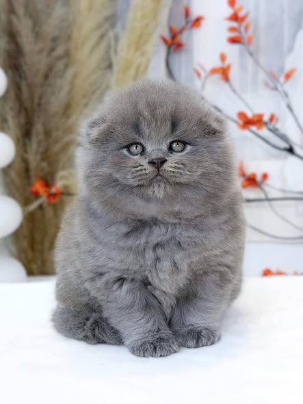 Scottish Fold Longhair