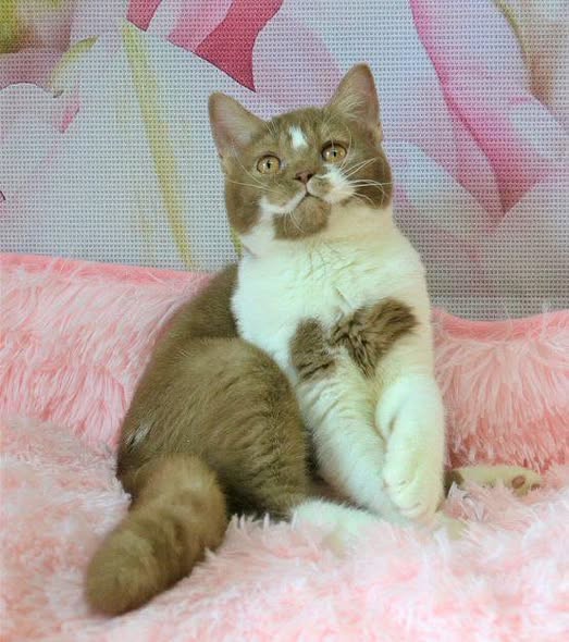 British Shorthair