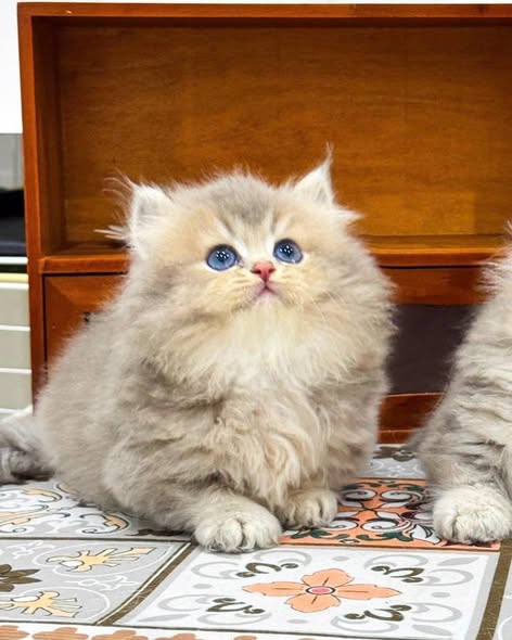 Munchkin Longhair
