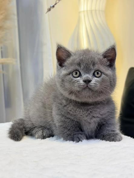Munchkin
