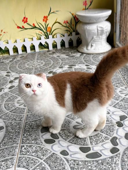 Scottish Fold