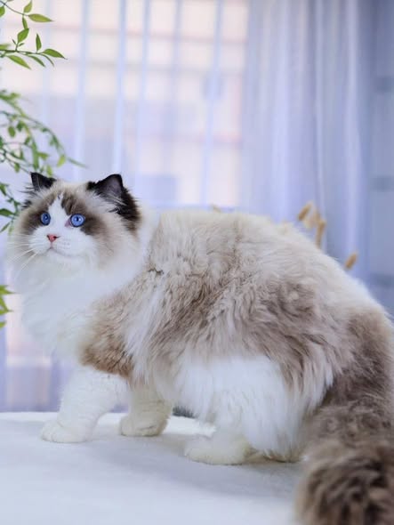 Ragdoll