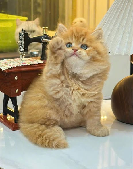 British Longhair