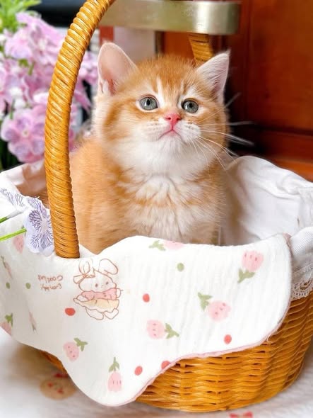 British Shorthair