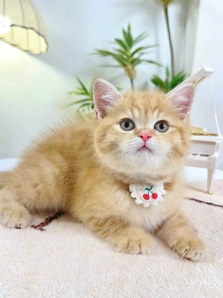 British Shorthair