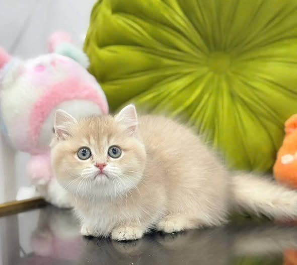 Munchkin